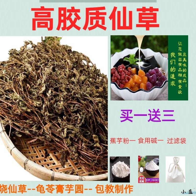 。仙人草。凉粉草。龟苓膏配料
