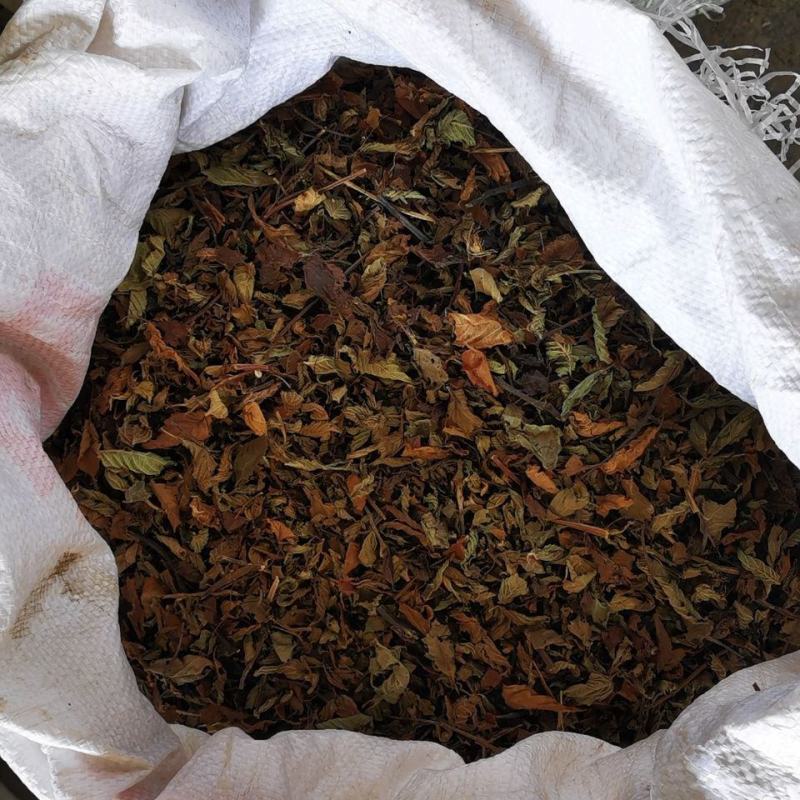 。仙人草。凉粉草。龟苓膏配料