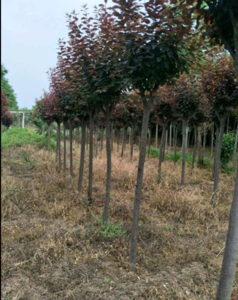 稠李树