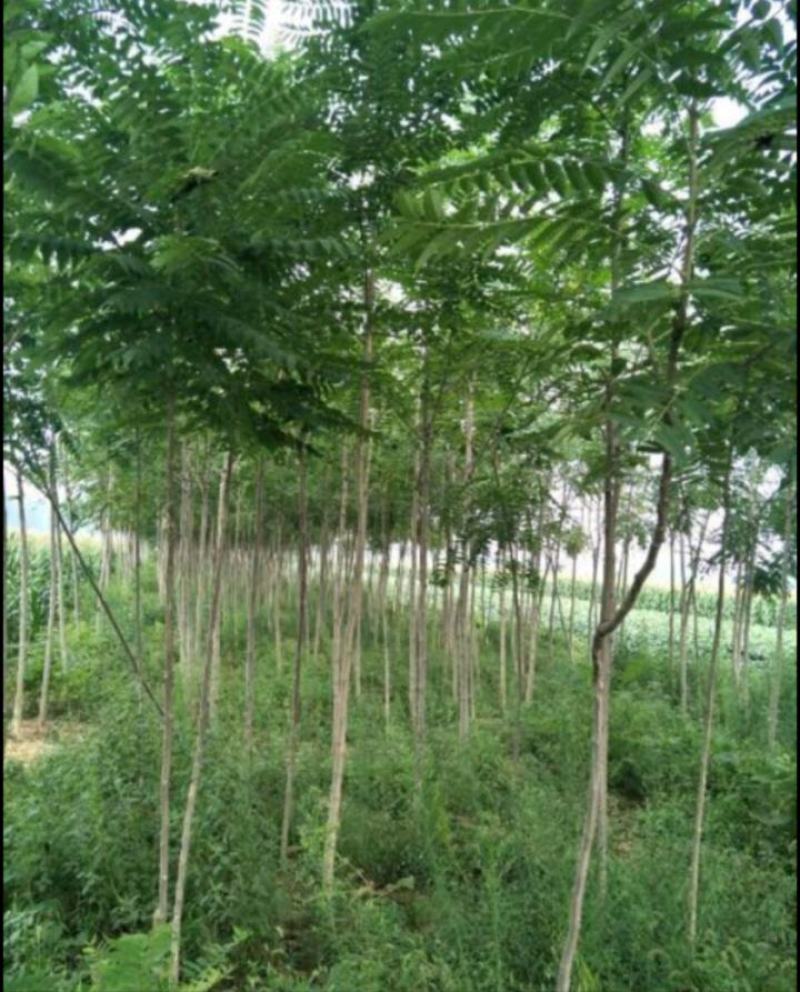 臭椿