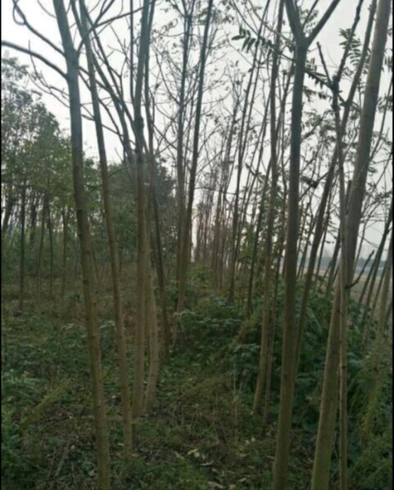臭椿