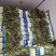 安徽红尖叶香莴笋，货源充足大量供应，质量保证，全国发货。