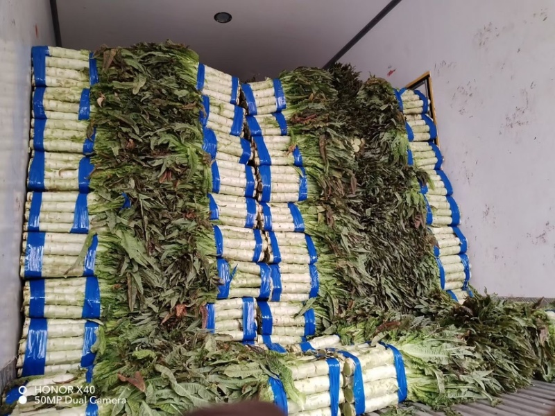 安徽红尖叶香莴笋，货源充足大量供应，质量保证，全国发货。