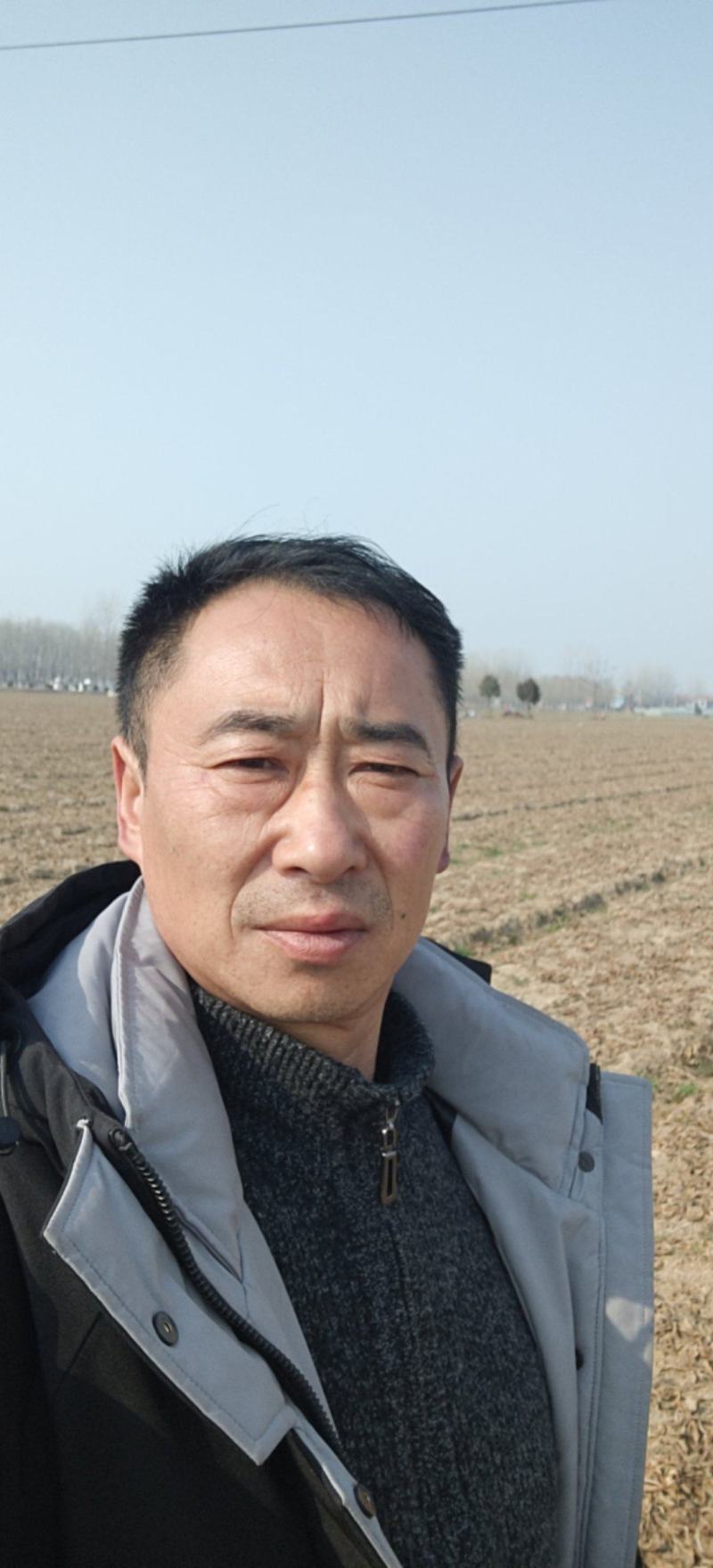 专业出售地黄苗子，北京新3号，吨王，抗病能力强，产量高