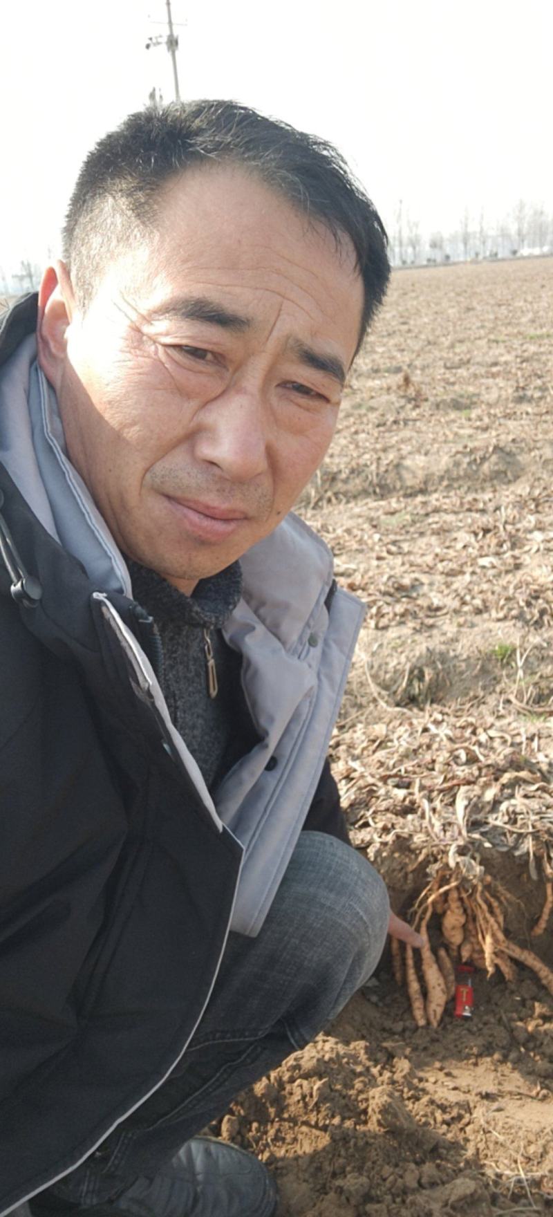 专业出售地黄苗子，北京新3号，吨王，抗病能力强，产量高