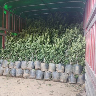贵州六盘水市营养杯杨梅苗东魁荸荠台梅品质保障量大从优