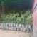 贵州六盘水市营养杯杨梅苗东魁荸荠台梅品质保障量大从优