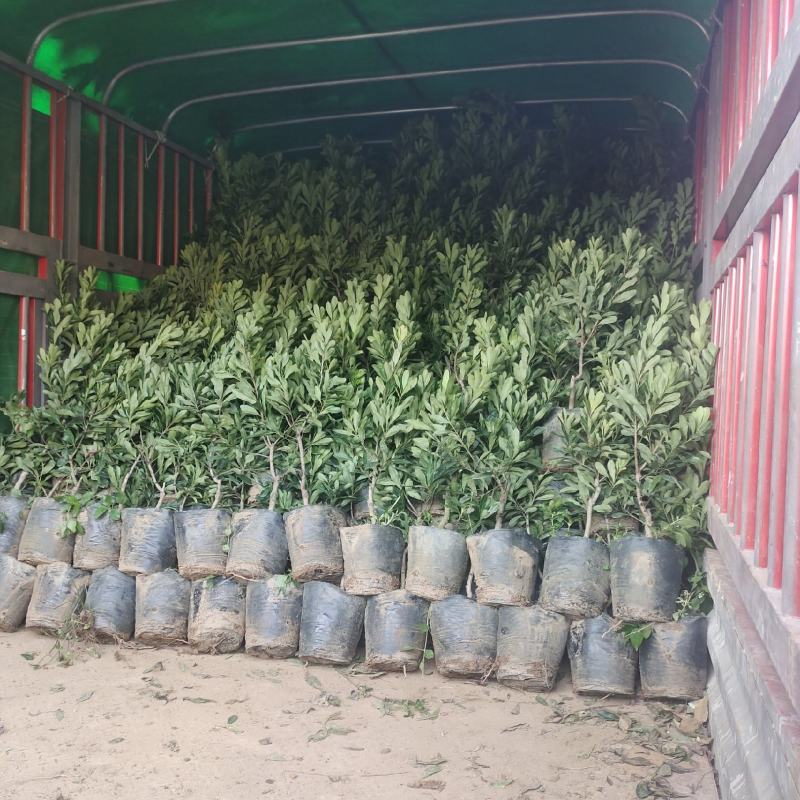 贵州六盘水市营养杯杨梅苗东魁荸荠台梅品质保障量大从优
