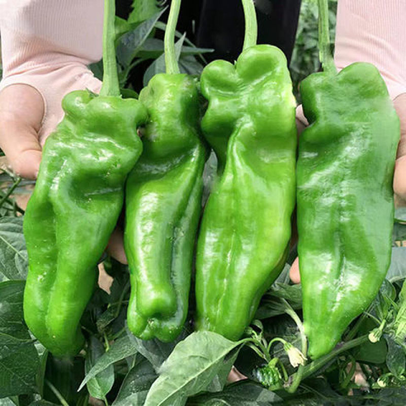 301辣椒苗硕源301辣椒苗洛椒超越301辣椒苗包回收