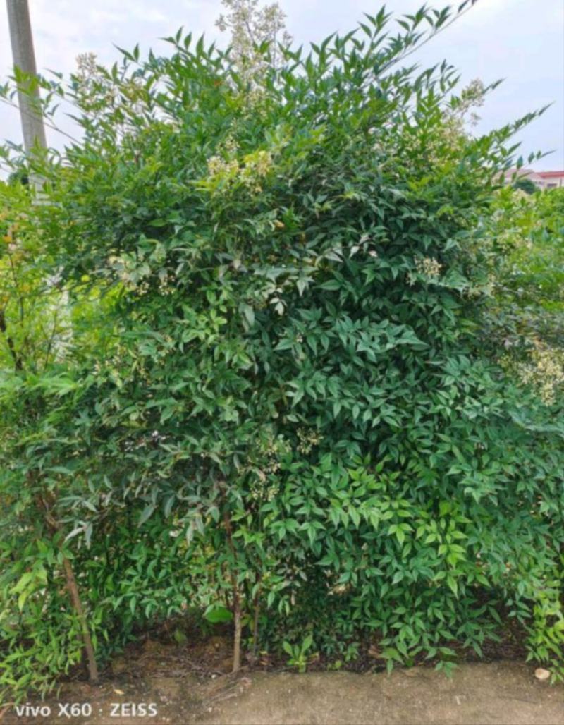 丛生南天竹