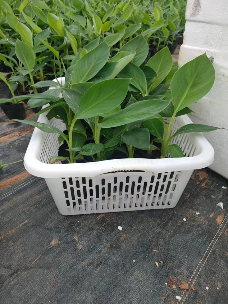 新品