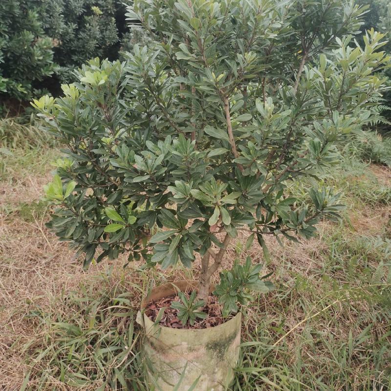 精品大营养杯杨梅树苗王子安海东魁杨梅三公分以上成活率高