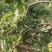 木姜子苗（山胡椒苗、山苍子苗）优质苗种