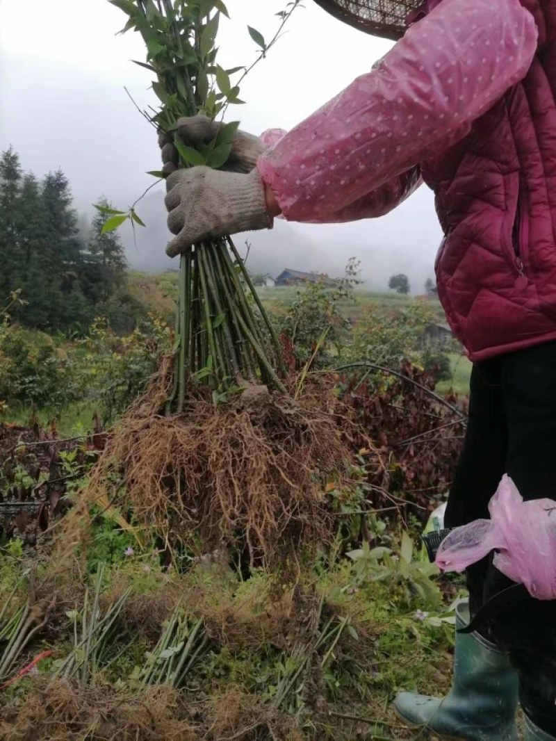 木姜子苗（山胡椒苗、山苍子苗）优质苗种