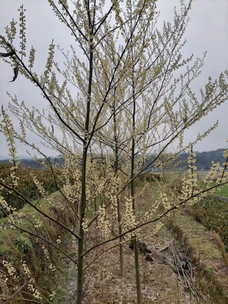木姜子苗（山胡椒苗、山苍子苗）优质苗种