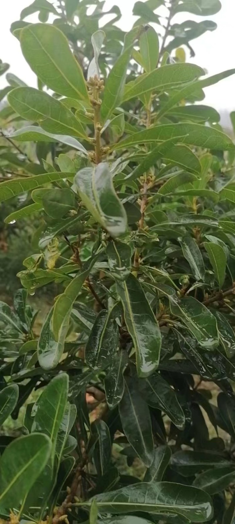 杨梅苗(台梅_王子安海)