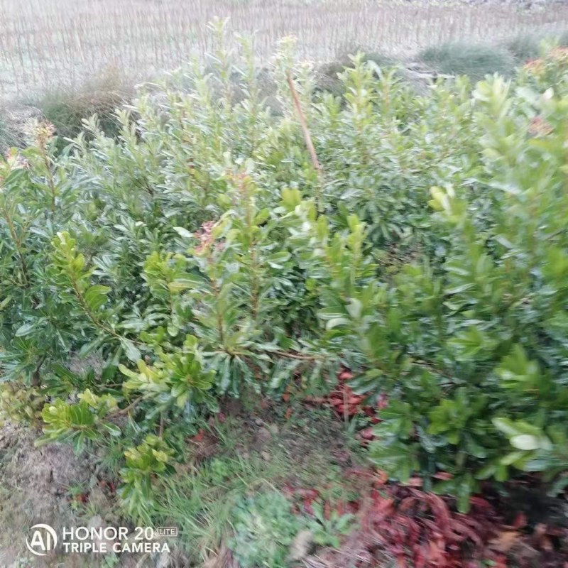 杨梅苗(台梅_王子安海)
