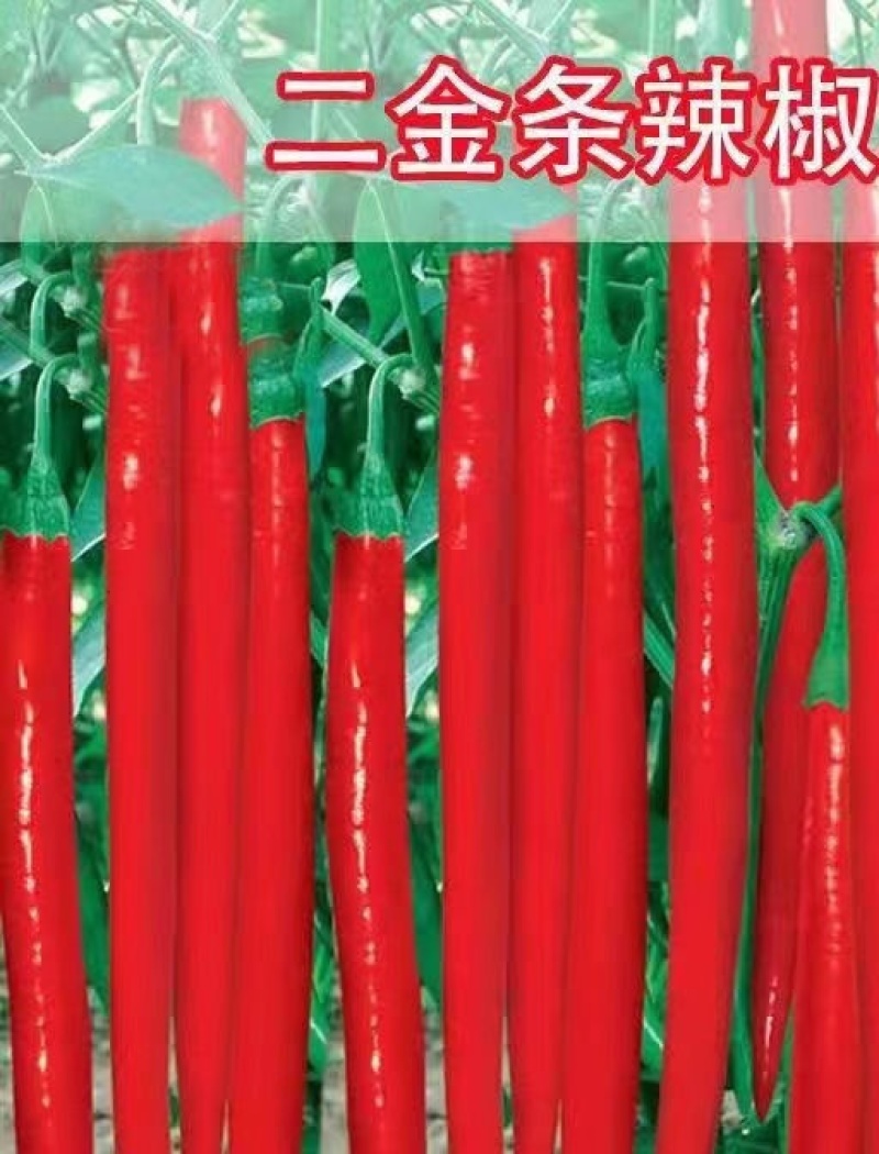 二荆条辣椒苗二金条辣椒苗二荆条椒苗免费技术指导包回收