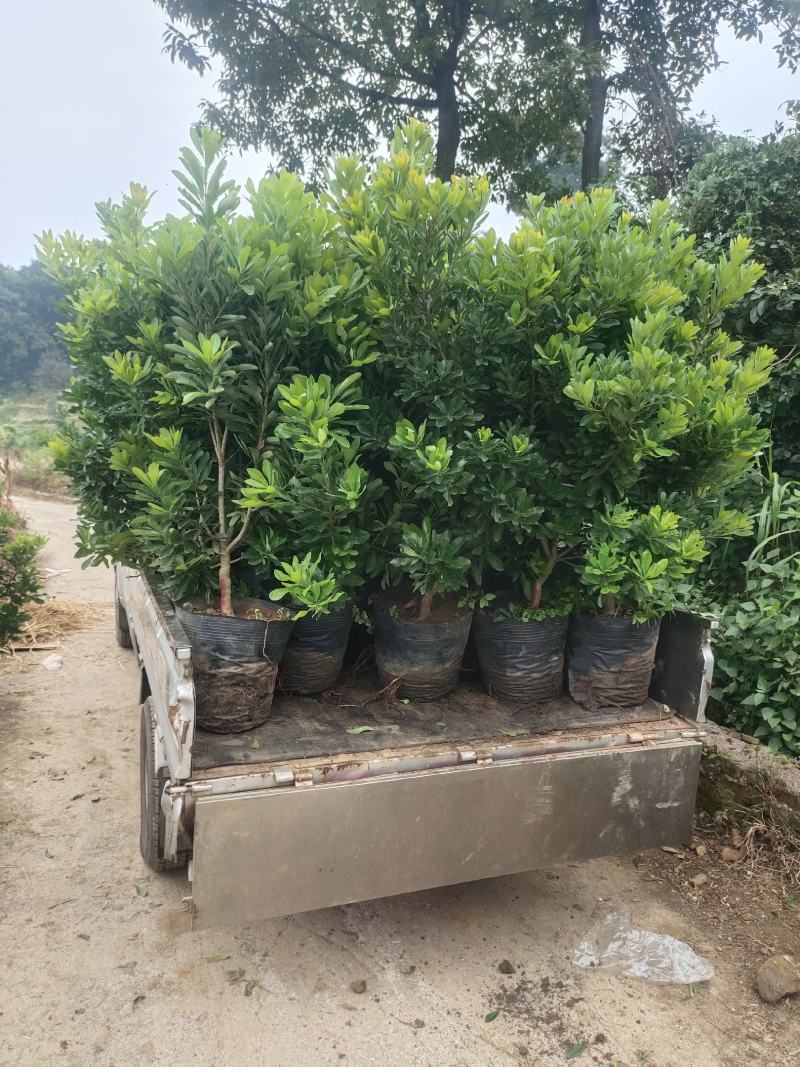 精品大营养杯杨梅树苗王子安海东魁杨梅三公分以上成活率高