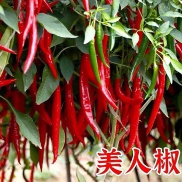 美人椒苗红尖椒苗长辣椒苗摘不败美人辣椒苗免费技术指导