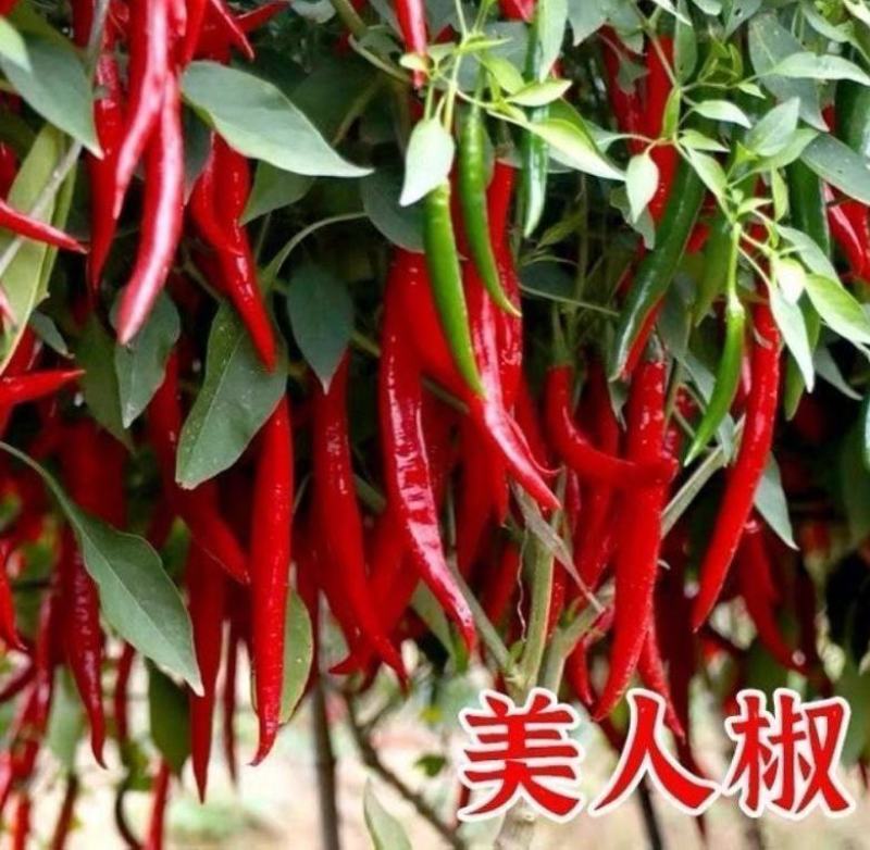美人椒苗红尖椒苗长辣椒苗摘不败美人辣椒苗免费技术指导