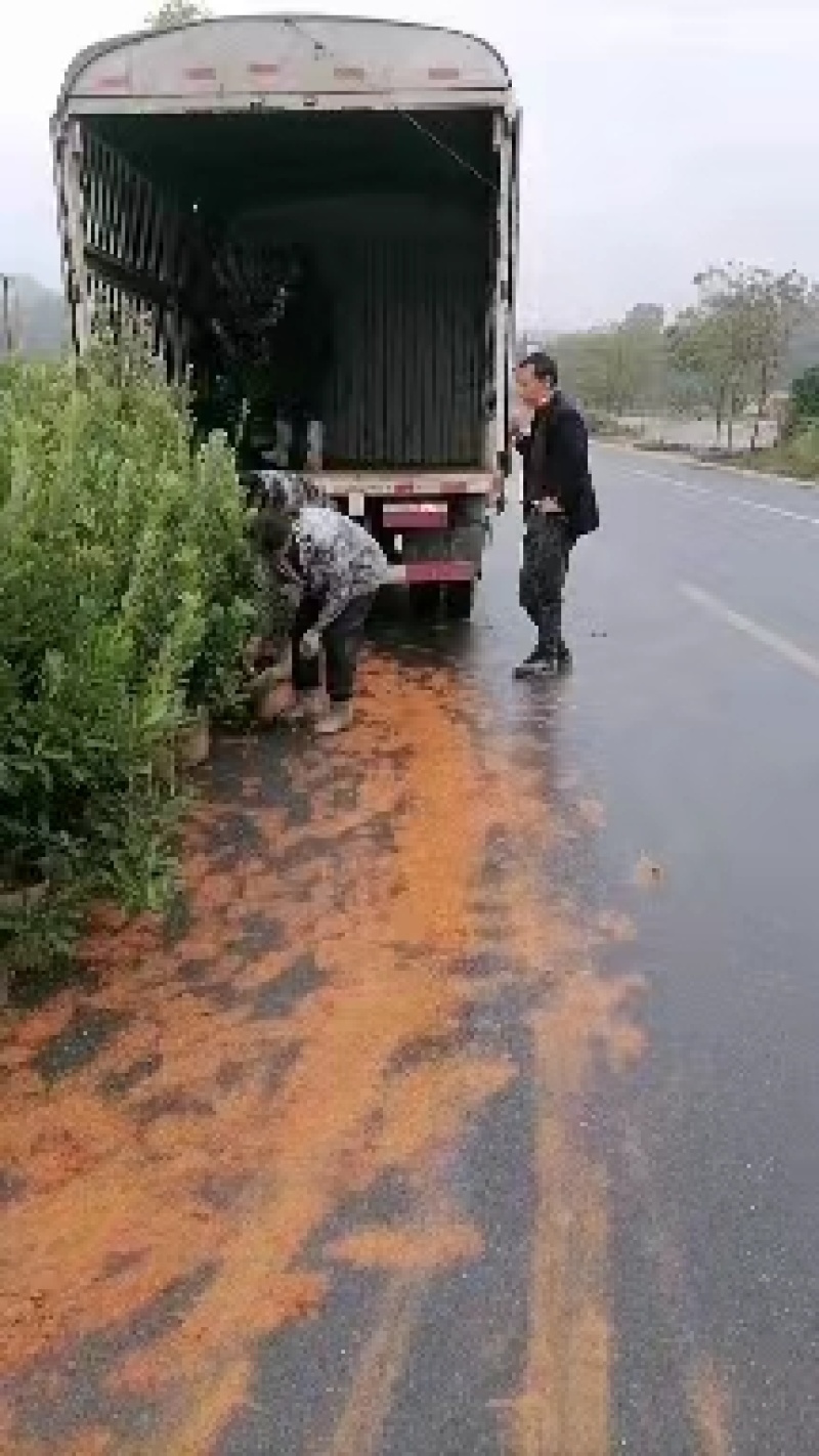 杨梅苗(台梅_王子安海)