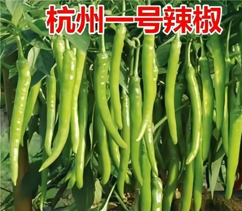 杭椒苗包回收不辣水果杭椒苗杭椒一号苗免费技术指导