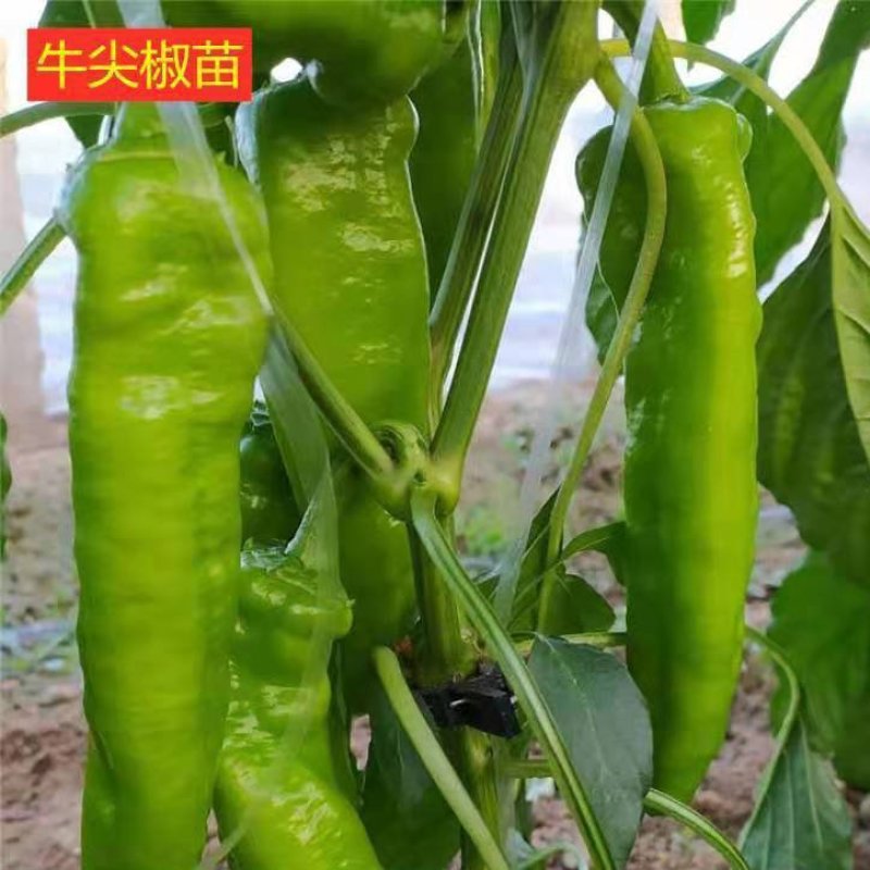 牛角椒苗湘研15/55号牛角辣椒苗免费技术指导包回收