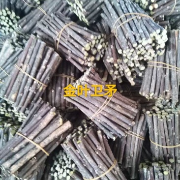 金叶丝棉木接穗.苗木嫁接种条