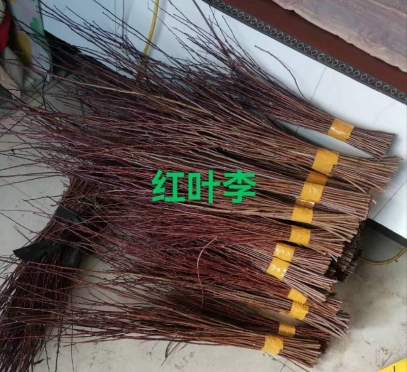 金叶丝棉木接穗.苗木嫁接种条