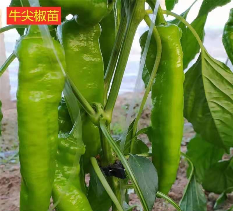 牛角椒苗湘研15/55号牛角辣椒苗免费技术指导包回收