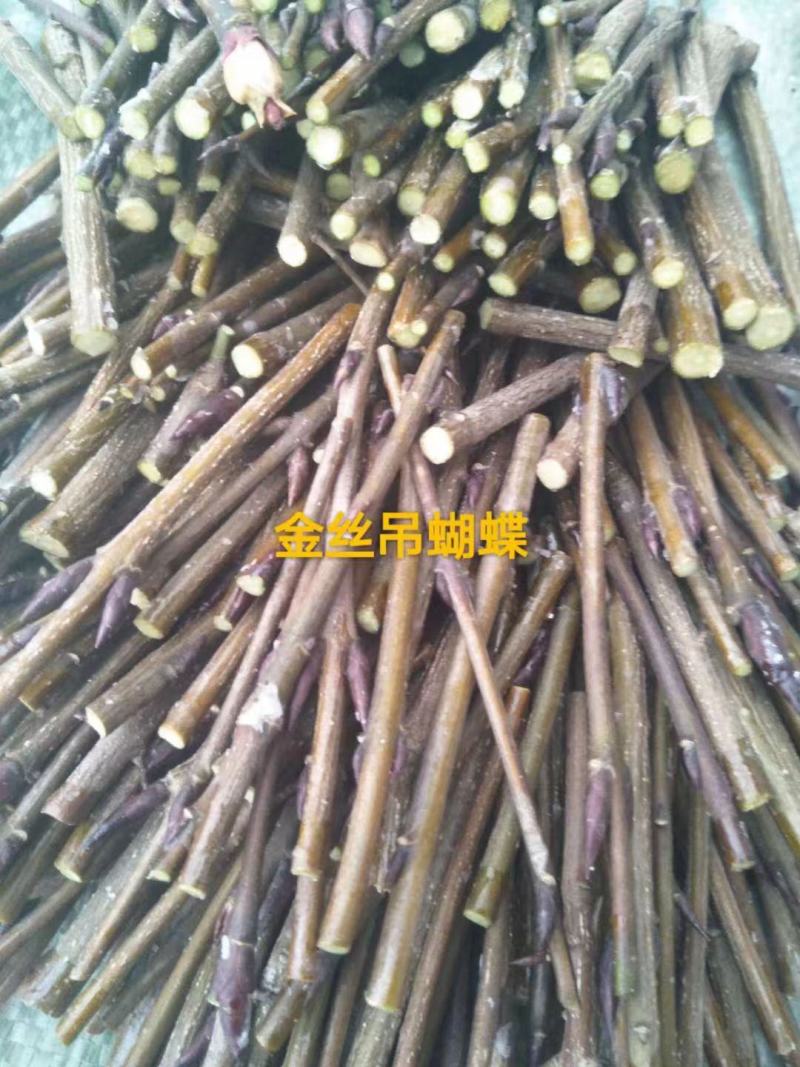 金叶卫矛接穗金叶丝棉木种条嫁接繁育杩子耐寒彩叶苗木
