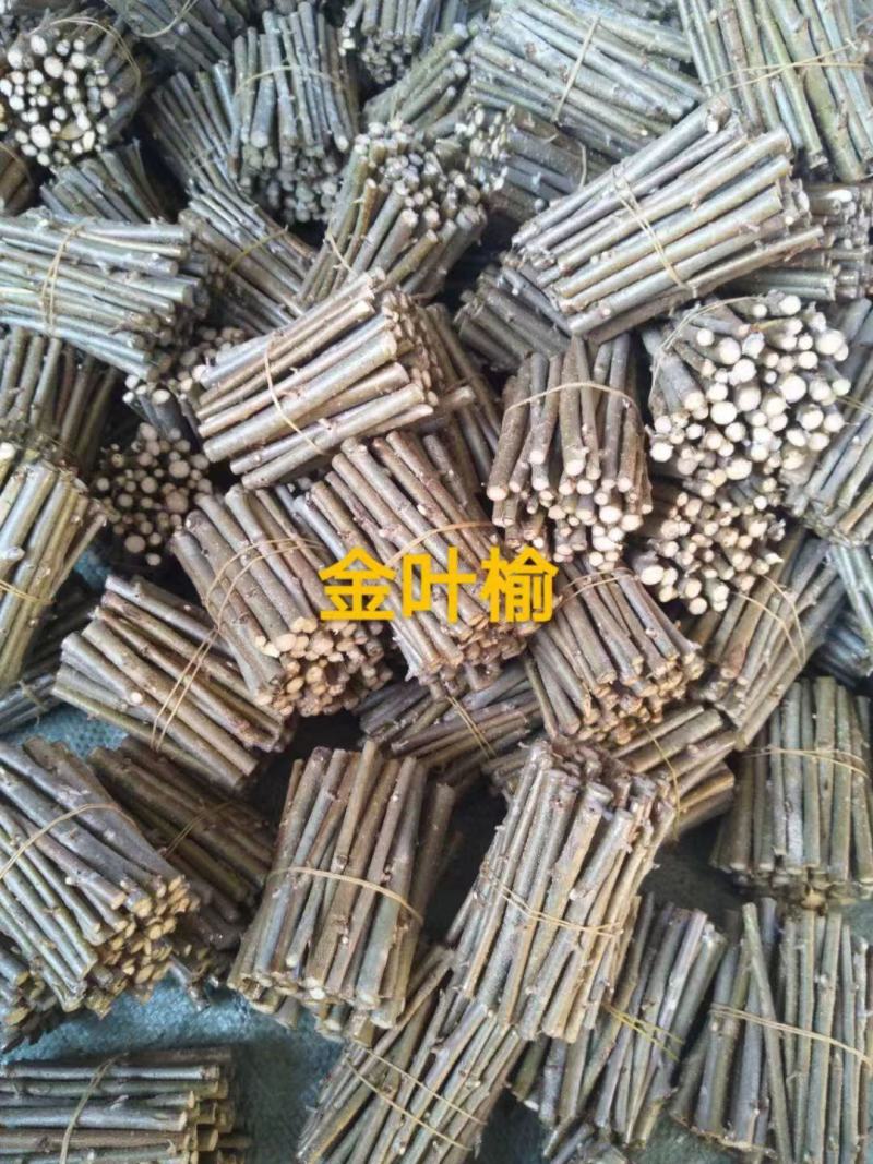 金叶卫矛接穗金叶丝棉木种条嫁接繁育杩子耐寒彩叶苗木