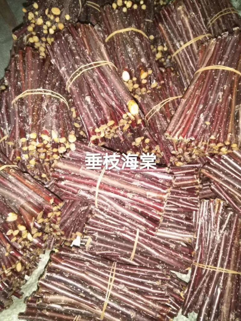 金叶卫矛接穗金叶丝棉木种条嫁接繁育杩子耐寒彩叶苗木