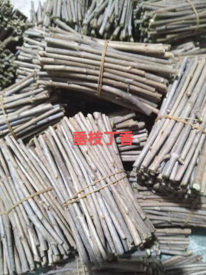 金叶卫矛接穗金叶丝棉木种条嫁接繁育杩子耐寒彩叶苗木