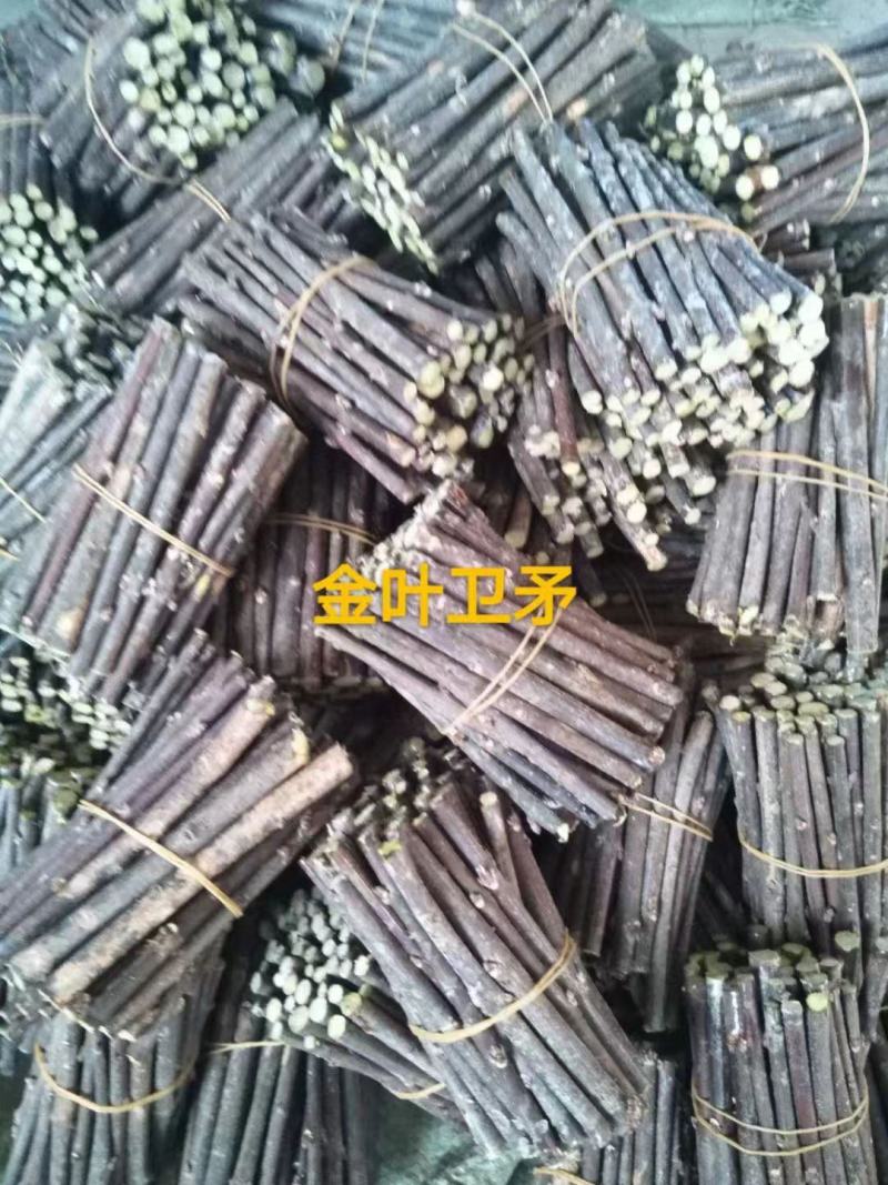 金叶卫矛接穗金叶丝棉木种条嫁接繁育杩子耐寒彩叶苗木