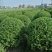 【水蜡球】浙江萧山绿化苗基地货源/规格多样/量大从优