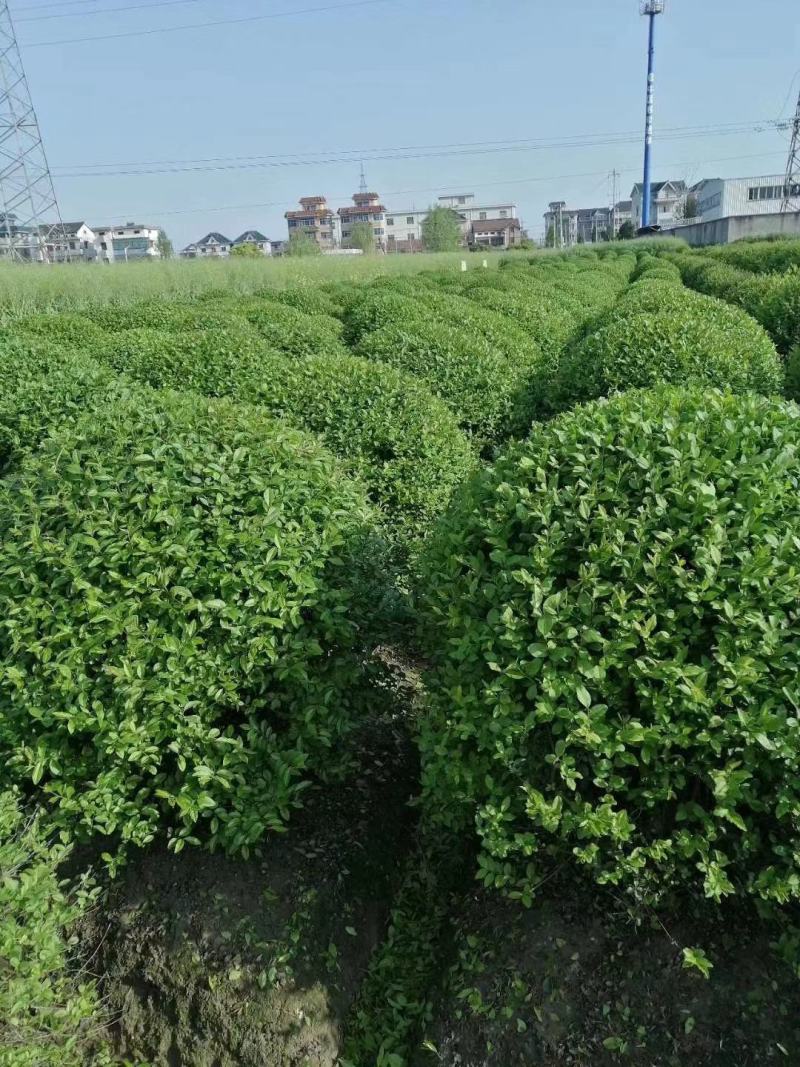 【水蜡球】浙江萧山绿化苗基地货源/规格多样/量大从优
