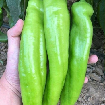 羊角椒苗羊角尖椒苗羊角辣椒苗免费技术指导包回收