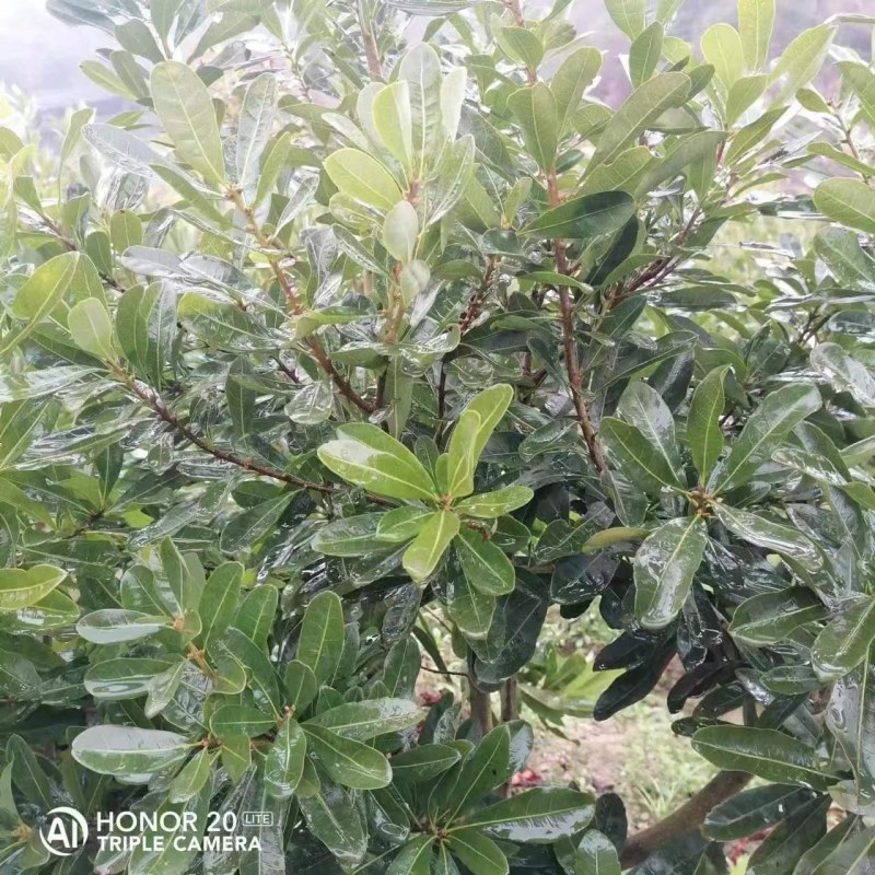 杨梅苗(台梅_王子安海)