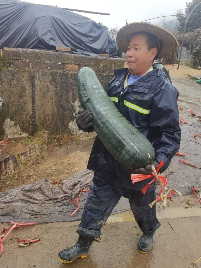 黑皮冬瓜大量有货，15斤不封顶，20斤不封顶