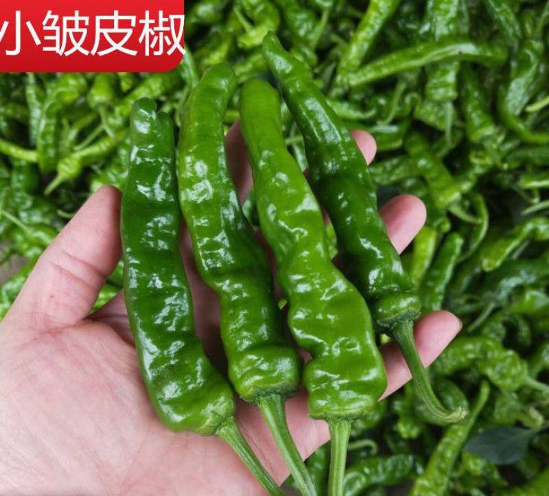皱皮椒苗小皱皮辣椒苗小皱皮椒苗免费技术指导包回收