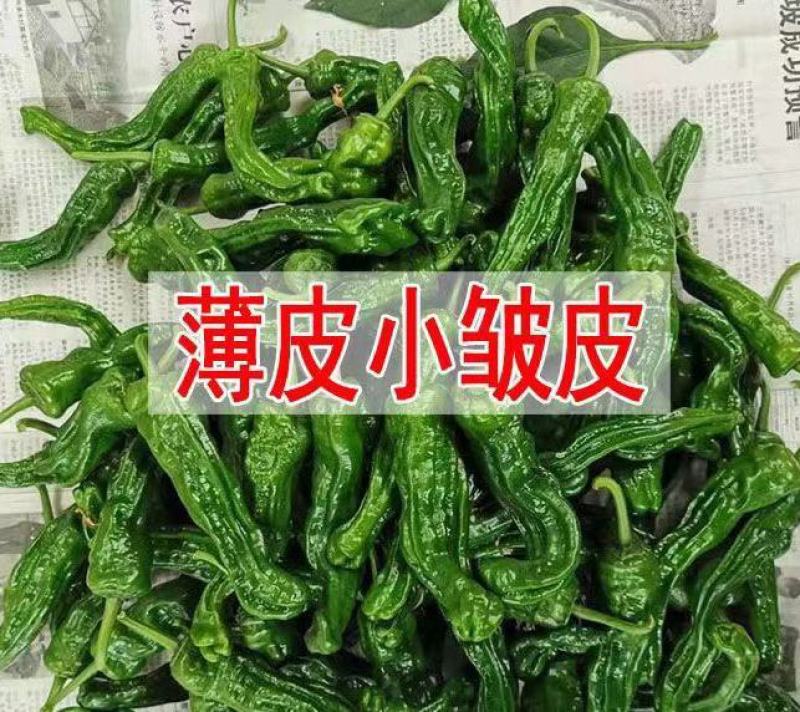 皱皮椒苗小皱皮辣椒苗小皱皮椒苗免费技术指导包回收