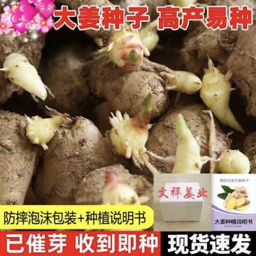 热卖-四川368高产大小黄姜姜种！可合作种植包回收
