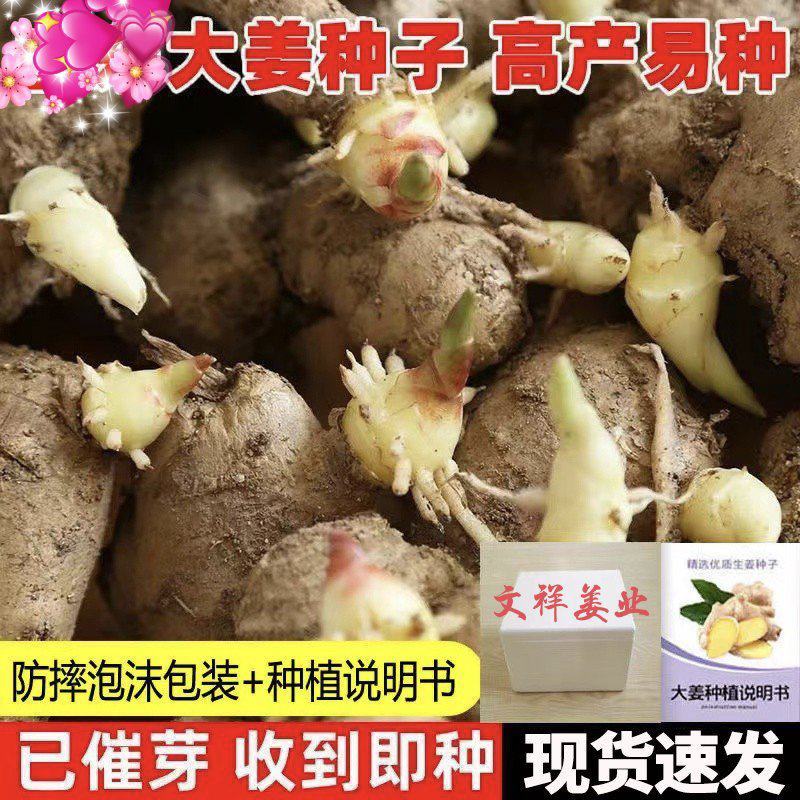 热卖-四川368高产大小黄姜姜种！可合作种植包回收