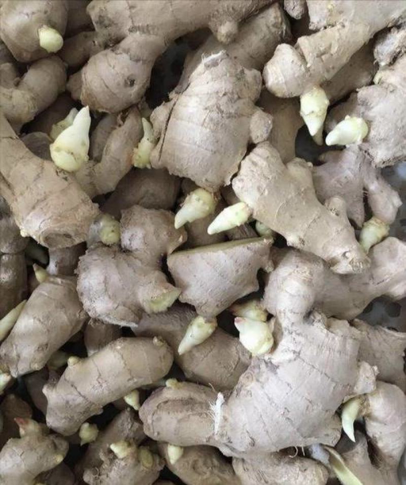 热卖-四川368高产大小黄姜姜种！可合作种植包回收