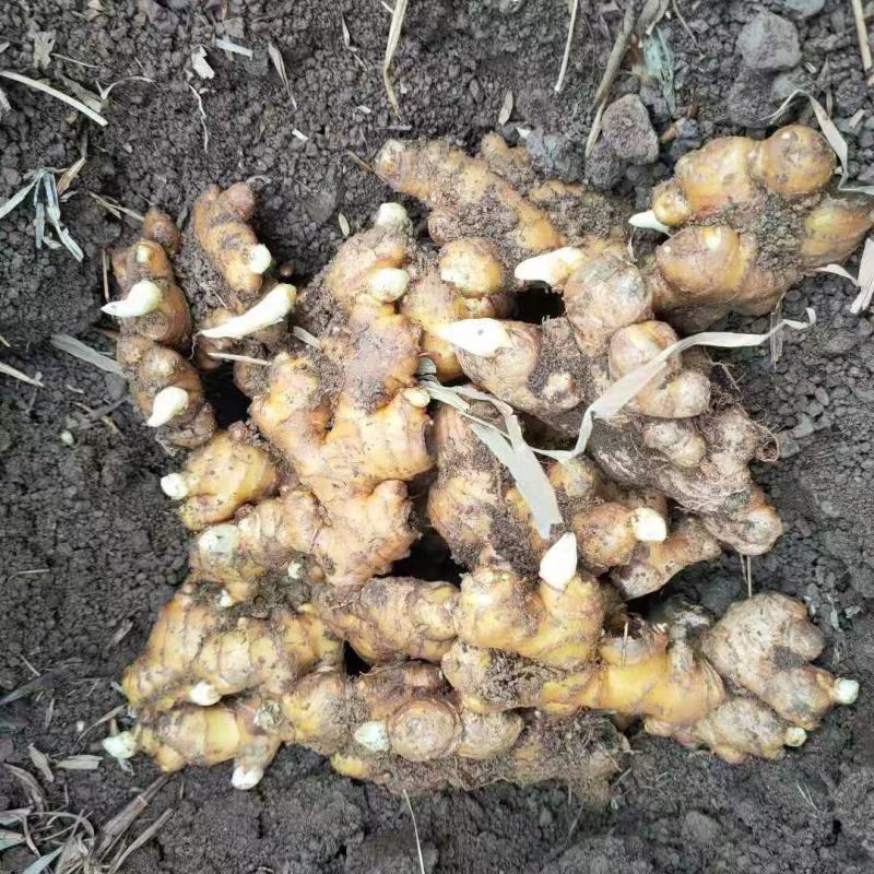 热卖-四川368高产大小黄姜姜种！可合作种植包回收