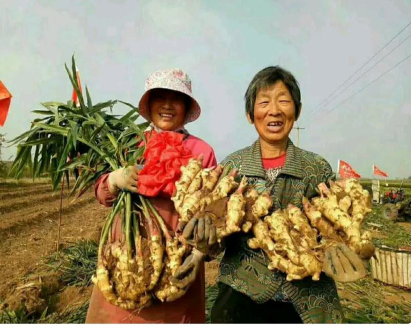 热卖-四川368高产大小黄姜姜种！可合作种植包回收