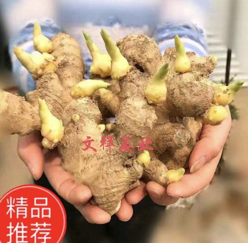 热卖-四川368高产大小黄姜姜种！可合作种植包回收