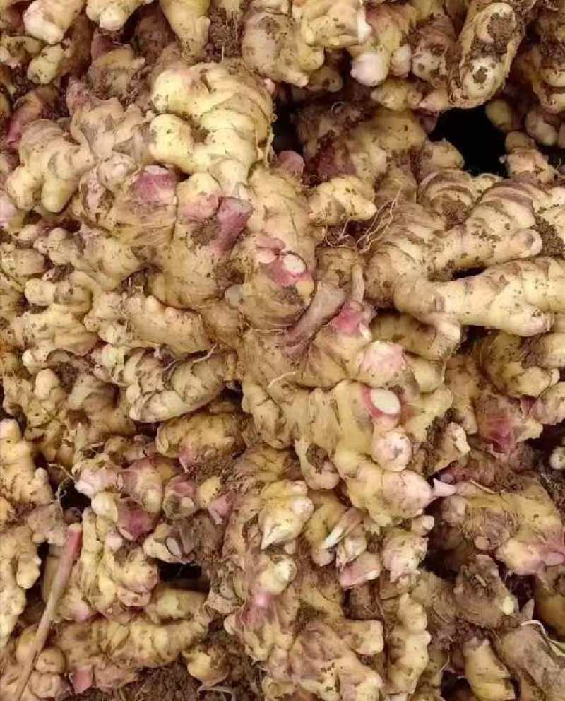热卖-四川368高产大小黄姜姜种！可合作种植包回收